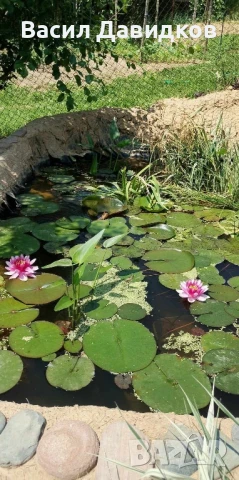 Растения за езеро ,лилии , предлагам и риби езерни , снимка 5 - Други - 50777184