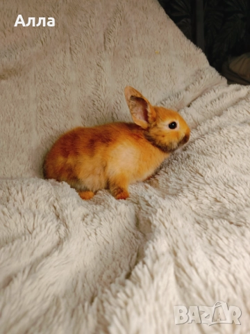 Голландско джуджета и Рекс, декоративно зайчета. , снимка 8 - Декоративни зайчета - 52861714