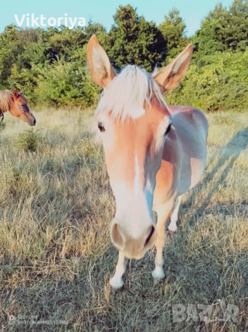 Селскостопански животни, кончета, снимка 14 - Коне - 50977814