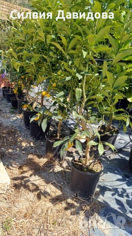 Кумкуат, снимка 3 - Градински цветя и растения - 51794085