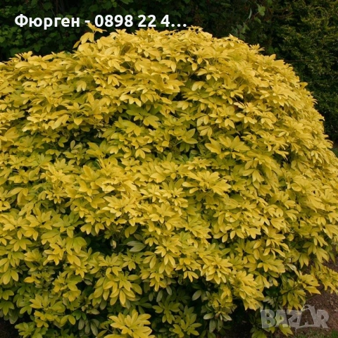 Чойсия (Портокалово цвете) - Choisya Aztec Gold, снимка 7 - Разсади - 51551729