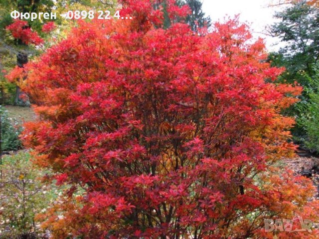 Енкиантус/ Enkianthus Campanulatus, снимка 2 - Разсади - 40314715