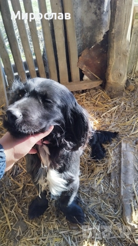 Малки кокерчета, снимка 3 - Кокер шпаньол - 52961271