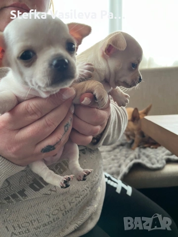 Продавам чихита, снимка 6 - Чихуахуа - 53588723