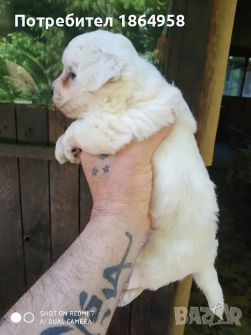 Супер мини Малтийска Болонка Доставка, снимка 2 - Болонка - 52105423