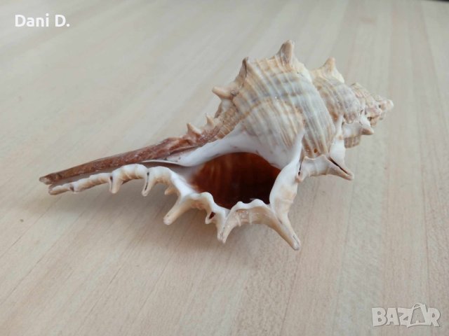 раковина от Индийския океан