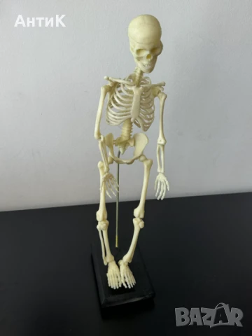 Соц Учебен Модел на Човешки Скелет, снимка 6 - Антикварни и старинни предмети - 51136257