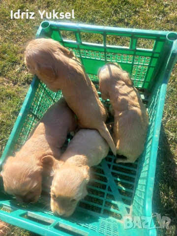 Кокер шпаньолчета, снимка 7 - Шпаньоли - 53474189