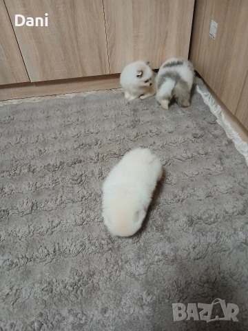 Mini Pomeran , снимка 2 - Померан - 52868566