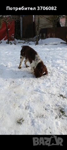 Шпрингера се продава на година и половина има интерес към гъбата копае и апортира мъжко , снимка 3 - Кокер шпаньол - 53390436