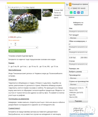 Морска раковина Тигрова Ципрея, снимка 12 - Декорация за дома - 51440651