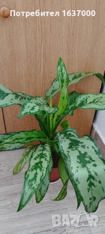 Аглаонема Амелия