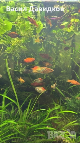 Плата , Молинезия , Гупи , Хелери , снимка 8 - Рибки - 51471426