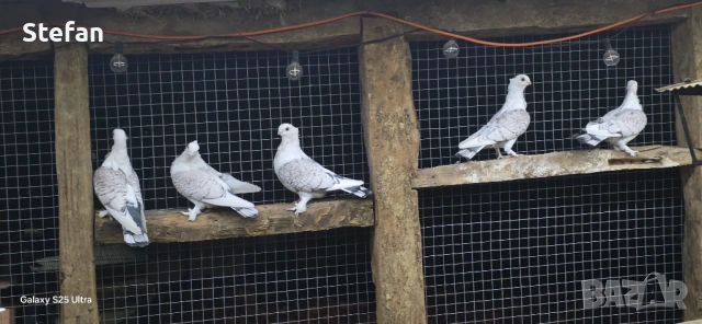 Гълъби, снимка 3 - Гълъби - 53197286