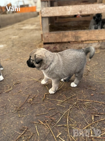 Кангал /Кангалчета, малки , снимка 17 - Кангал - 53493206