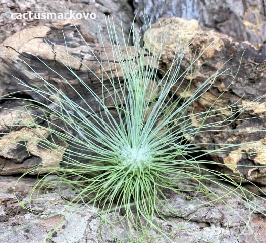 Tillandsia filifolia, снимка 1 - Стайни растения - 43941978