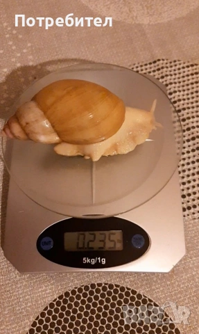 гигантски охлюви, снимка 4 - Терариуми и оборудване - 53269674