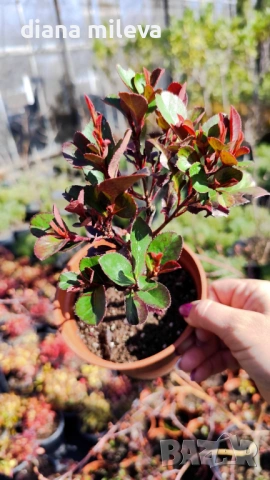  Фотиния Литъл Ред Робин, Photinia fr. Little Red Robin, снимка 9 - Градински цветя и растения - 43806136