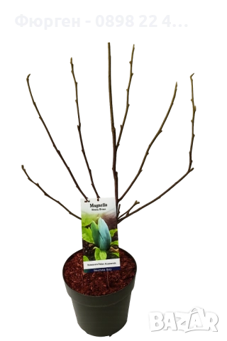 Магнолия Blue Babe (Magnolia acuminata ‘Blue Baby’), снимка 4 - Разсади - 53541779