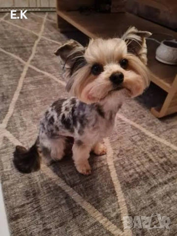 Йоркширски териер, мъжки мерле, снимка 4 - Йоркширски териер - 52876986