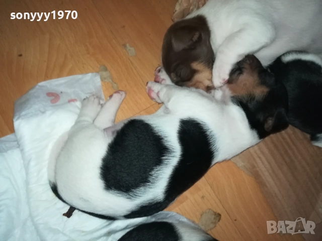 ДЖАК РЪСЕЛ БЕБЕТА-УНИКАЛНИ СЛАДУРИ 250ЛВ ЗА ЕДНО 0109251927, снимка 13 - Джак ръсел териер - 51570062