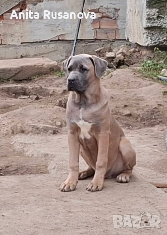 Кане Корсо, снимка 3 - Кане корсо - 52877945