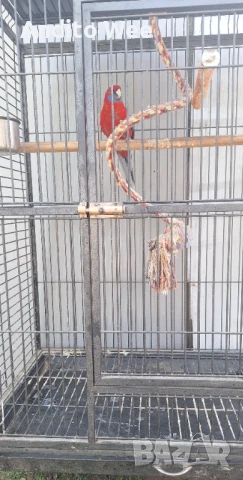 Продавам папагал розела с клетка , снимка 2 - Папагали - 50769622