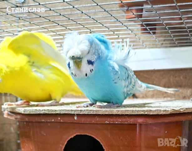 продавам вълнисти папагали, хиликоптери и чачулата амадинка, снимка 2 - Папагали - 53278956