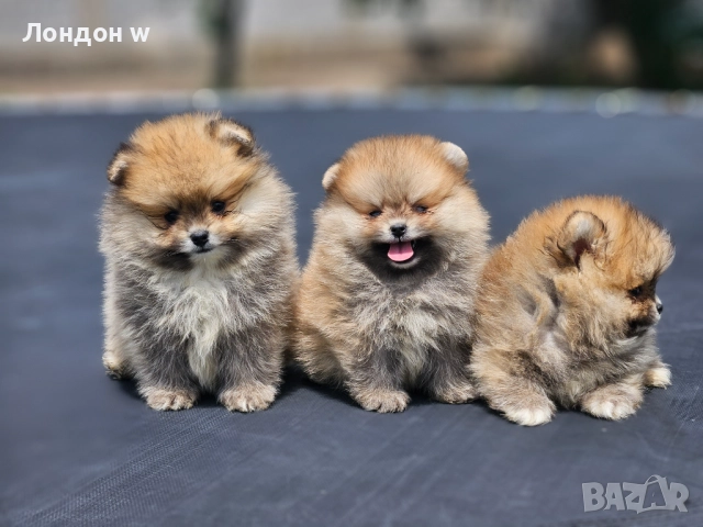 Померан мини , снимка 5 - Померан - 52747275