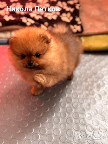 Померан мини, снимка 2 - Померан - 53099602