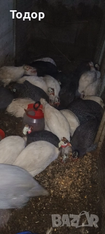 Токачки  и петлета орпингтон и виандот., снимка 2 - Кокошки и пуйки - 52817728