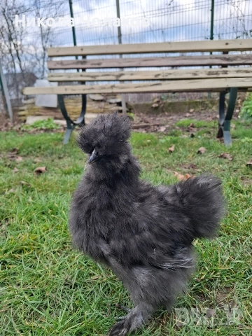 Американски копринки пилета , снимка 5 - Кокошки и пуйки - 52953978