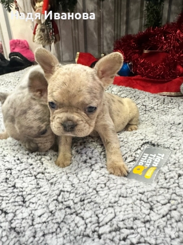 Френски булдог - Мерле, снимка 2 - Френски булдог - 52795127