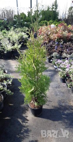 Западна туя Фастигиата Thuja occidentalis Fastigiata , снимка 4 - Разсади - 38067314