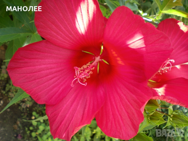 Градински хибискус   -студоустойчив