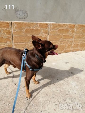 Мъжки Пинчер за Разплод, снимка 3 - Пинчер - 26557221