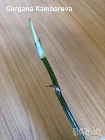 Epipremnum hanoman sp. Bali, снимка 4 - Стайни растения - 52106716