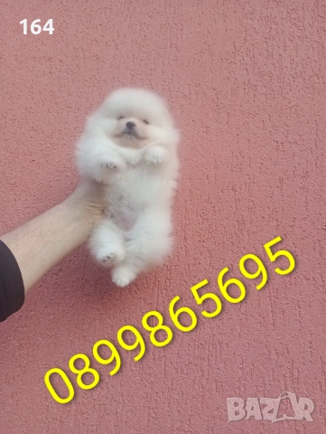 Женски Померан. Реални снимки от 08.02.26 г. 