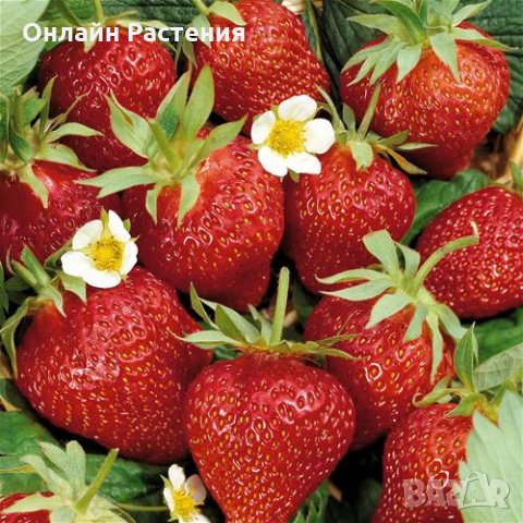 Разсад  ЯГОДА - Целогодишна и каскадна , снимка 2 - Градински цветя и растения - 27209005