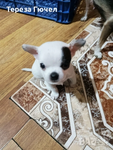 🐶Кученца пинчери - Две Ваксини🐶, обезпаразитени кучета пинчер 🐾, снимка 9 - Пинчер - 53313093