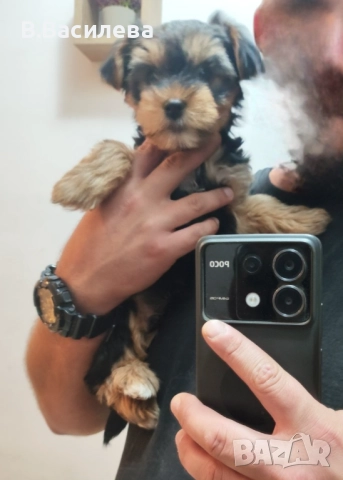 Йоркширски териер