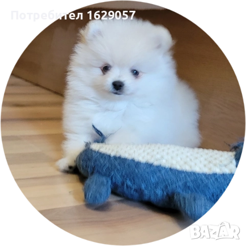 Померан/Мини померан 