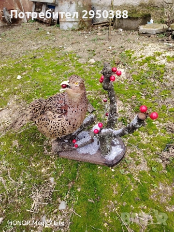 препариран фазан , снимка 2 - Декорация за дома - 53490300