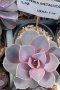 echeveria metallica, снимка 1 - Стайни растения - 37038353