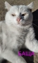 котенца бели,4 мес, снимка 17