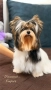 Йоркширски Териер! Сладури с родословие! Момчета и момичета!, снимка 2