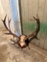 Продавам трофей от елен, снимка 3