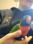 Социални бебета папагали многоцветно лори, снимка 1
