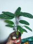Калатея кадифе, сем. Марантови, снимка 4