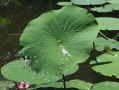 Индийски лотос, свещен лотос (Nelumbo nucifera), снимка 5
